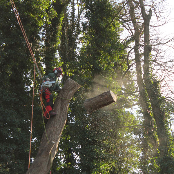 Tree Surgery by Landcare Trees and Fencing