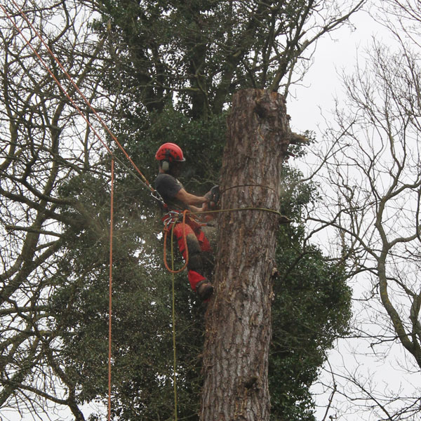 Tree Surgery by Landcare Trees and Fencing